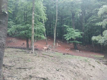 IMG-20260601-WA0113