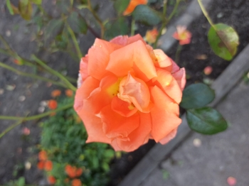 IMG_20261002_110319