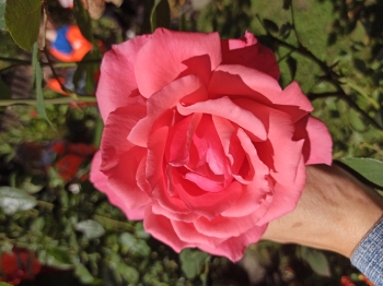 IMG_20261002_110502